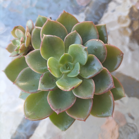 Echeveria 'Noble Red'