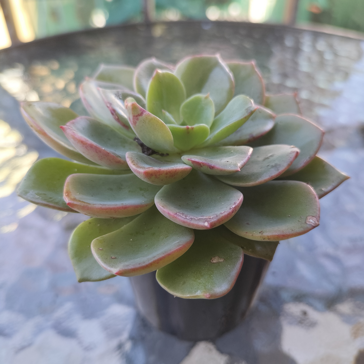 Echeveria 'Noble Red'