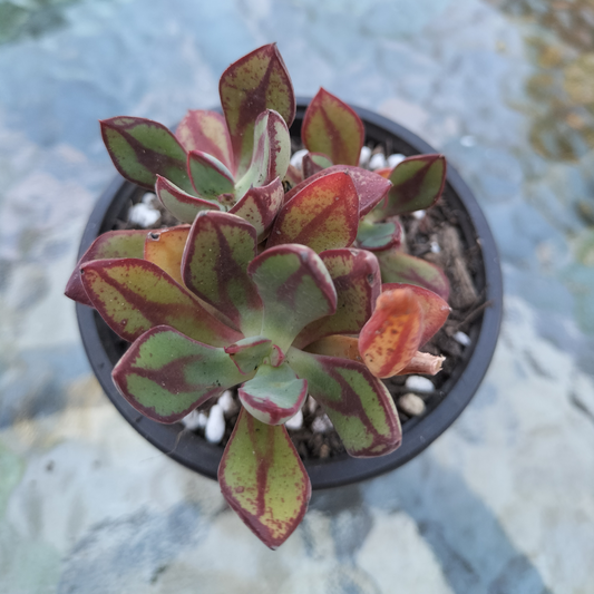 Echeveria nodulosa 'Painted Echeveria'