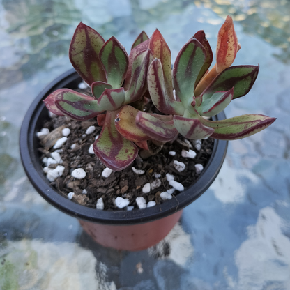 Echeveria nodulosa 'Painted Echeveria'