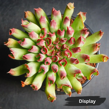 Sempervivum 'Oddity'
