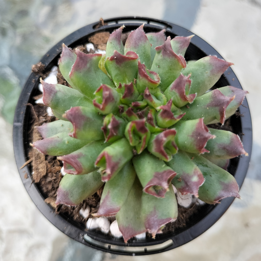 Sempervivum 'Oddity'