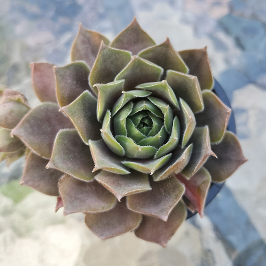 Sempervivum 'Ohio Burgundy'