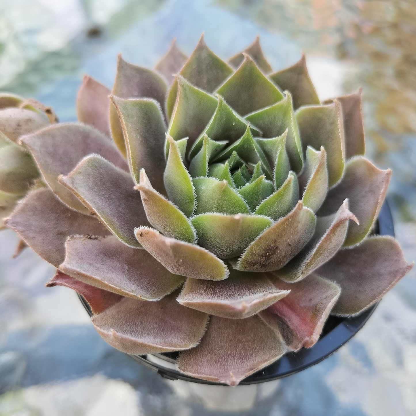 Sempervivum 'Ohio Burgundy'
