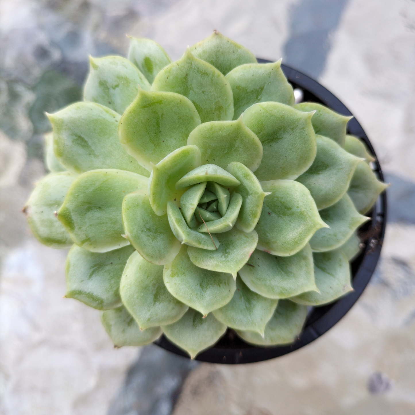 Echeveria 'Onslow' (Michella)