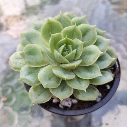Echeveria 'Onslow' (Michella)