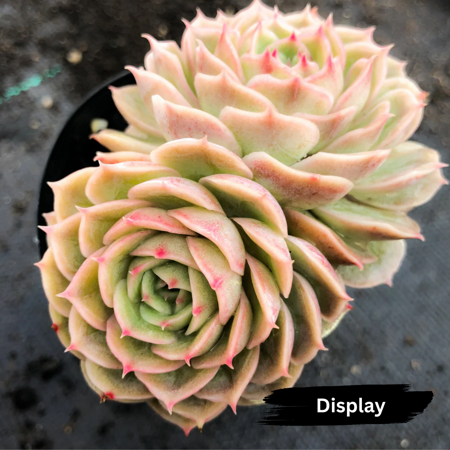 Echeveria 'Onslow' (Michella)