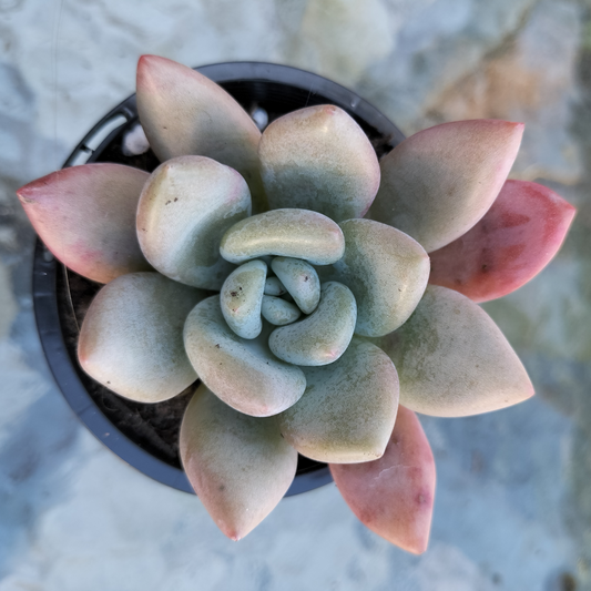 Graptoveria 'Opalina'