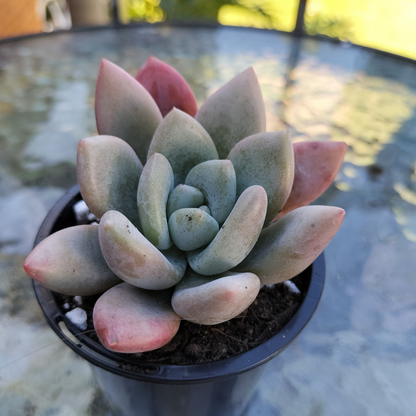Graptoveria 'Opalina'