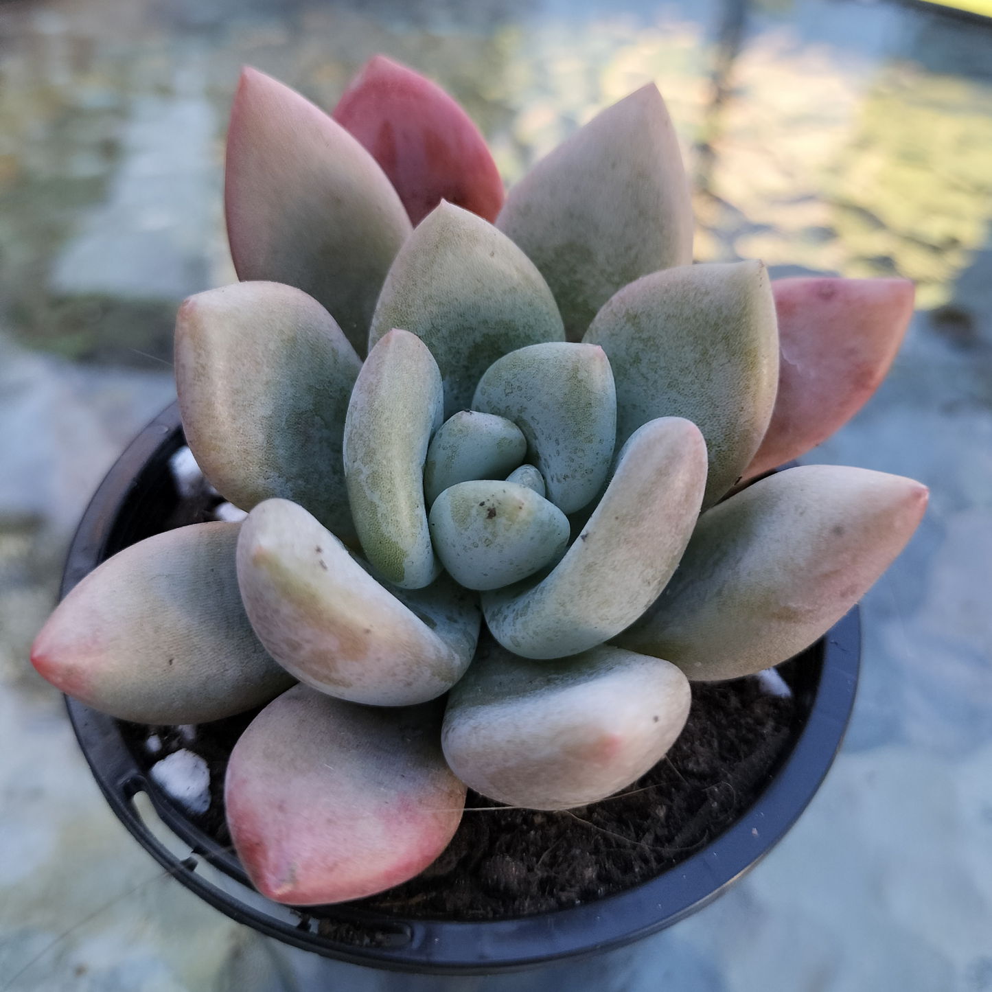 Graptoveria 'Opalina'