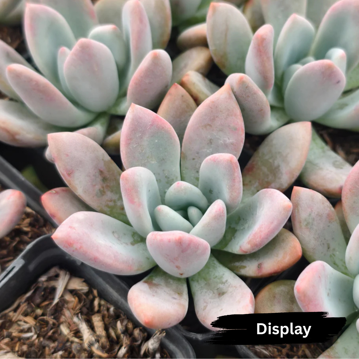Graptoveria 'Opalina'