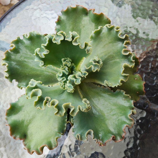 Echeveria 'Orana'