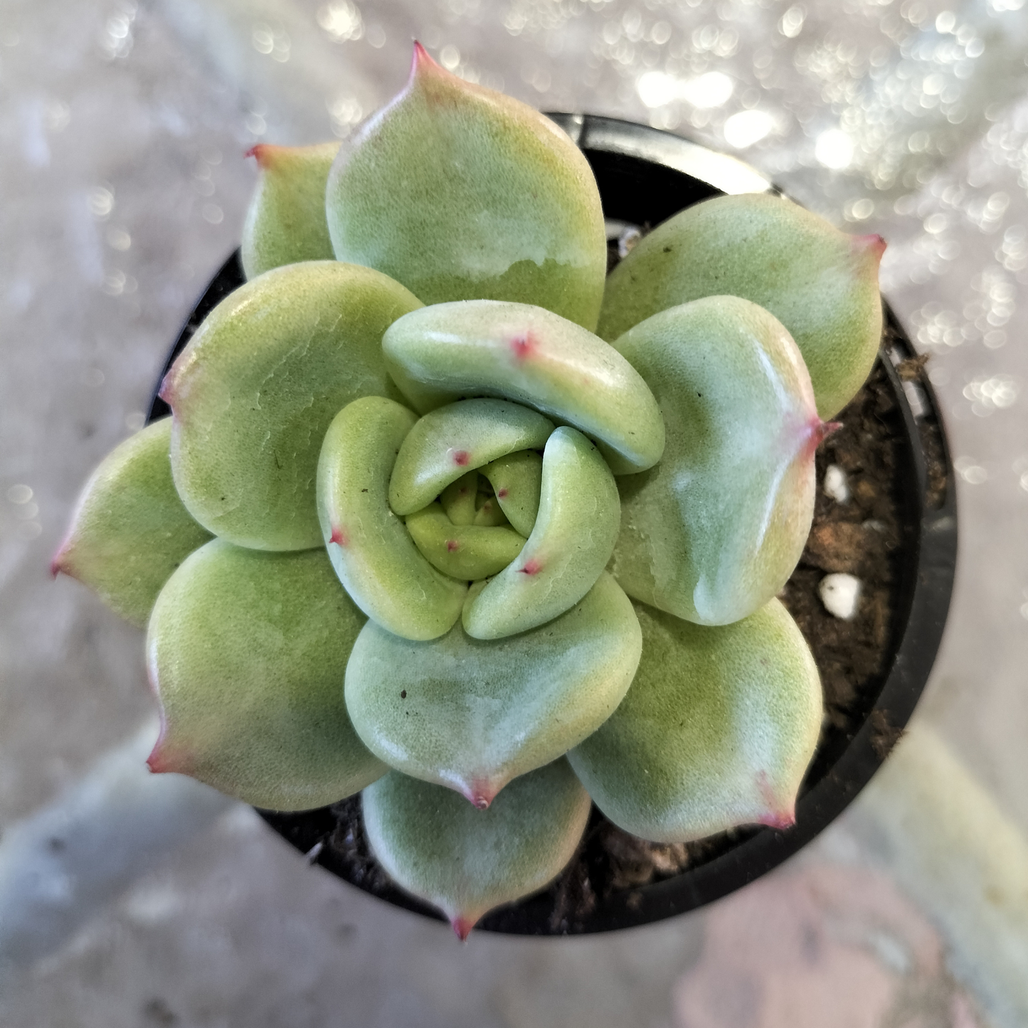 Echeveria 'Monroe Chanel' (Korean form)
