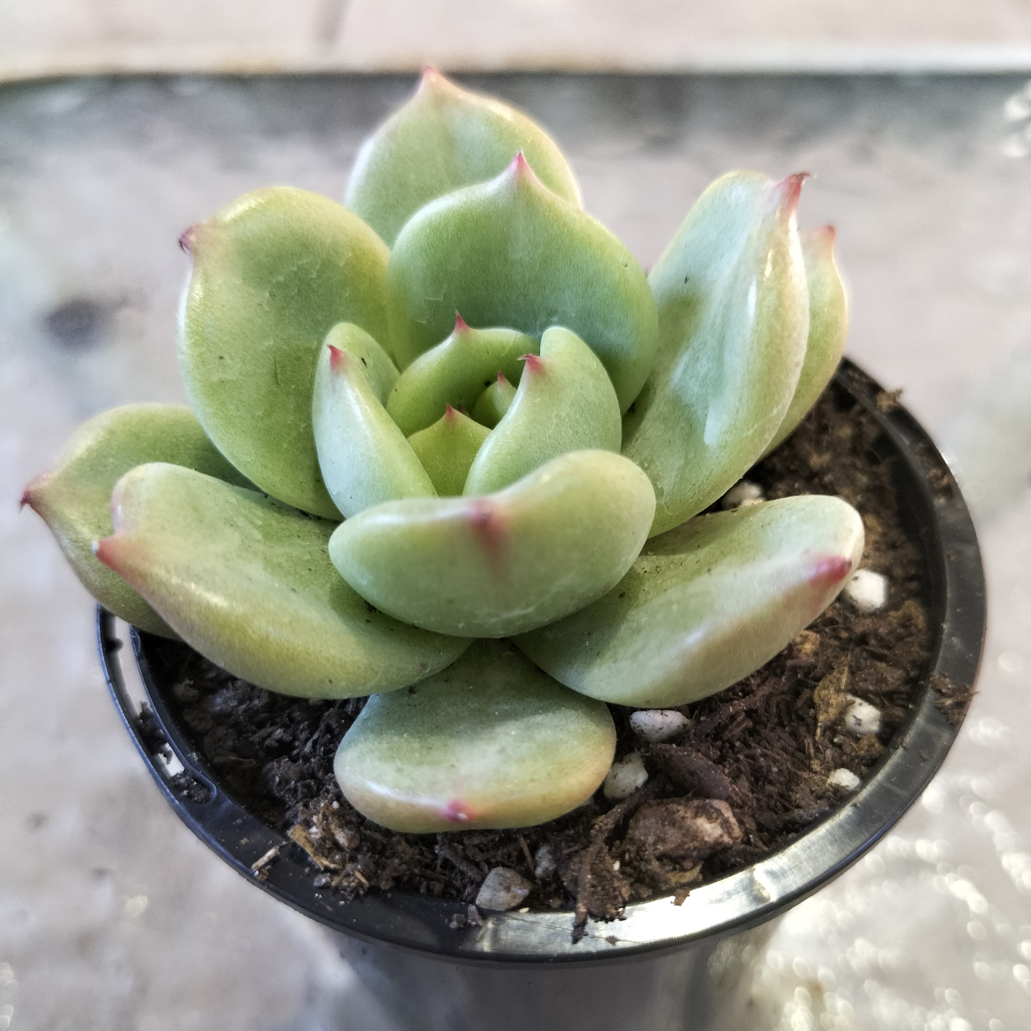 Echeveria 'Monroe Chanel' (Korean form)