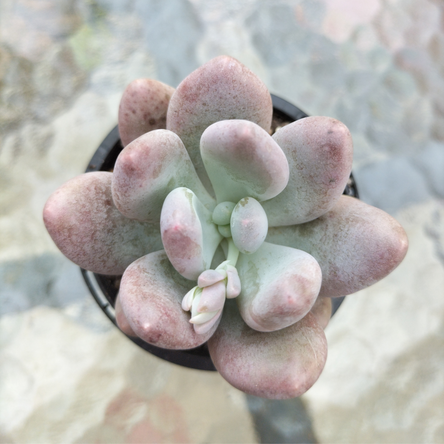 Pachyphytum 'Orange Snowball'