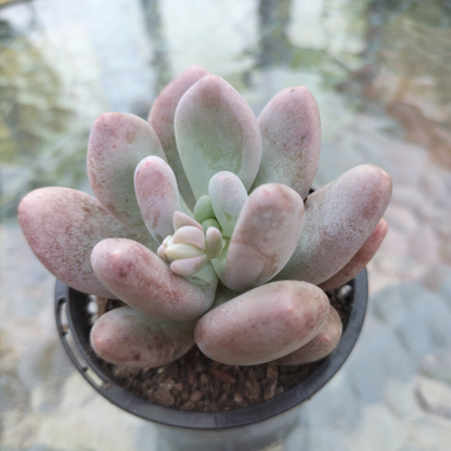 Pachyphytum 'Orange Snowball'