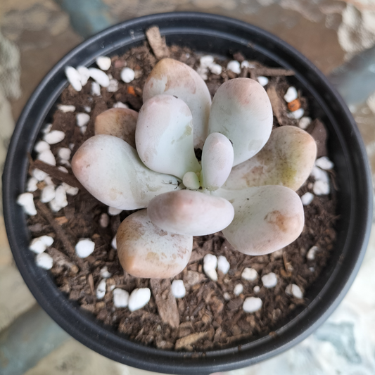 Pachyphytum 'Orange Snowball'