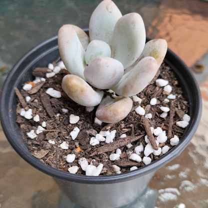 Pachyphytum 'Orange Snowball'