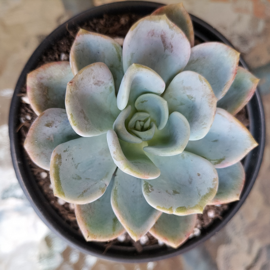 Pachyveria'Orpet'