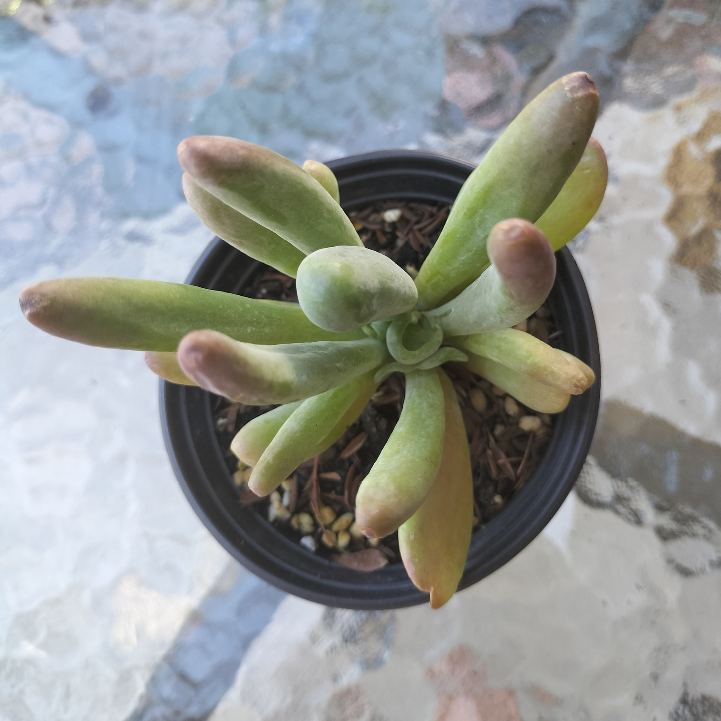Kalanchoe oricula 'USZY FIONY' AKA Firefox