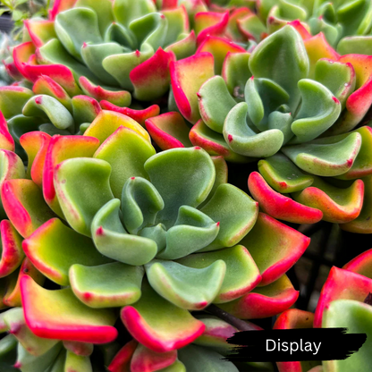 Echeveria Setosa var. 'Oteroi'