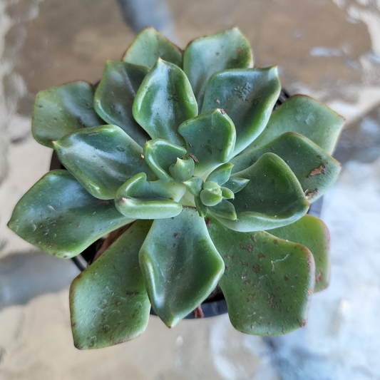 Echeveria Setosa var. 'Oteroi'