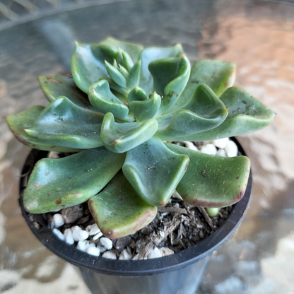 Echeveria Setosa var. 'Oteroi'