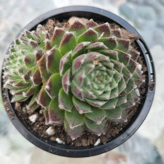 Sempervivum 'Pacific Feather Power'
