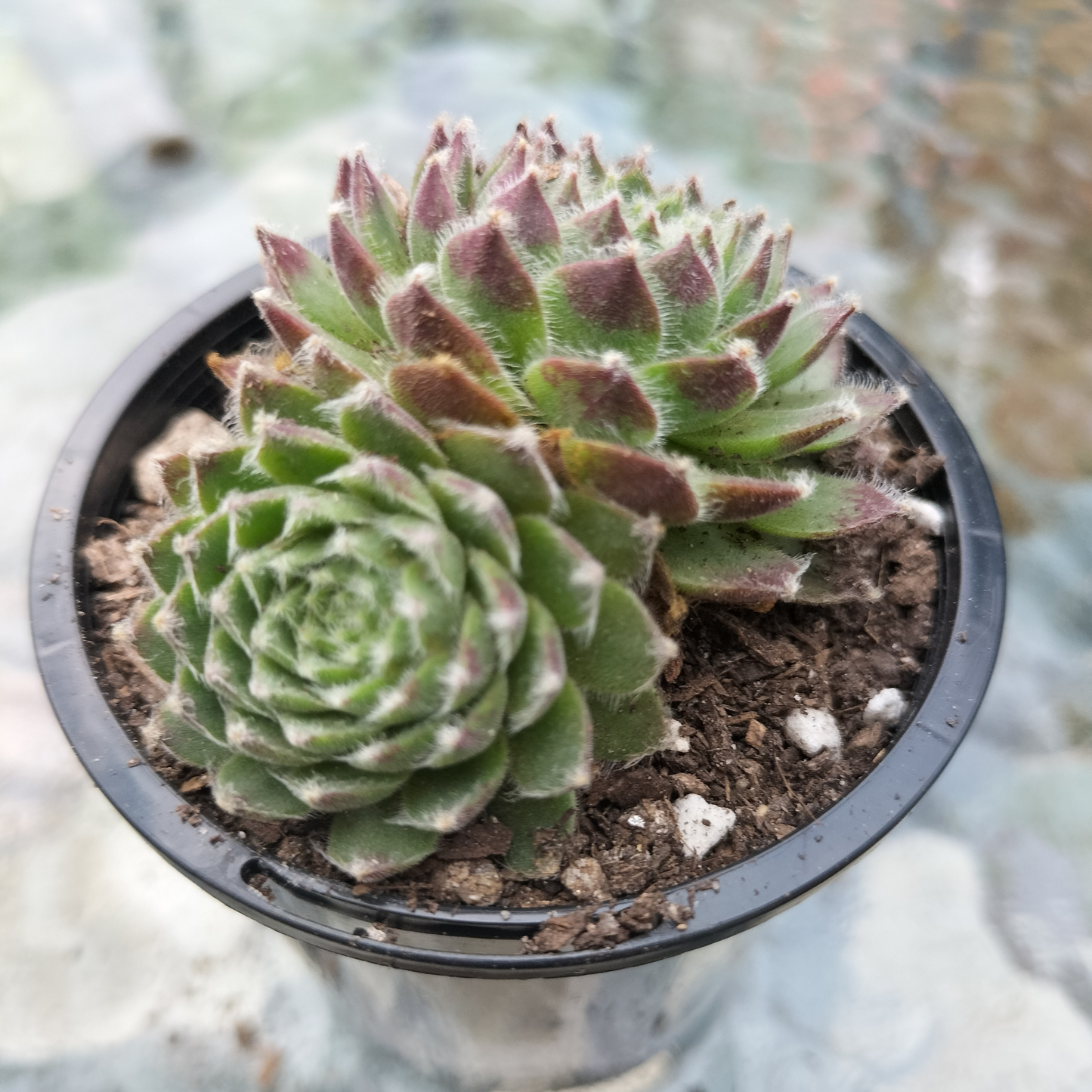 Sempervivum 'Pacific Feather Power'