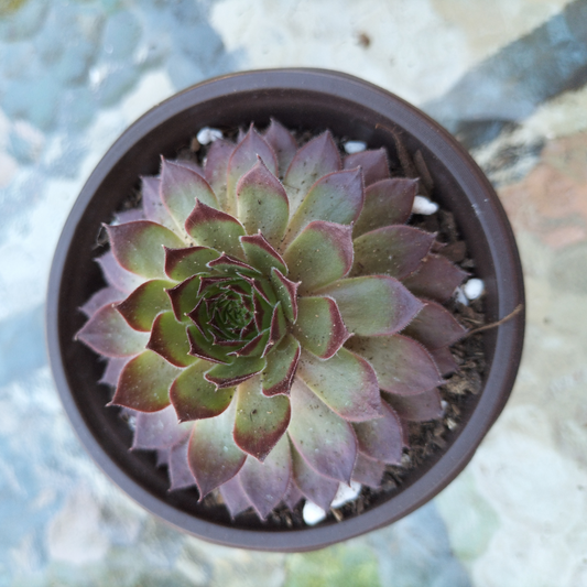 Sempervivum 'Pacific Red Rose'