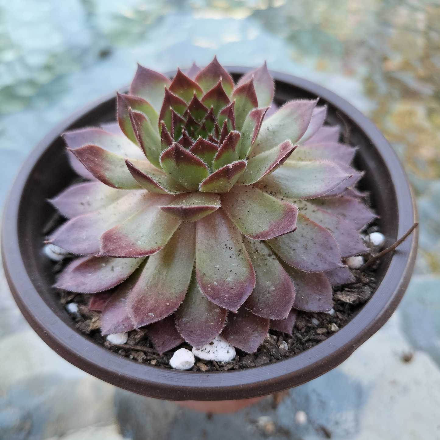 Sempervivum 'Pacific Red Rose'