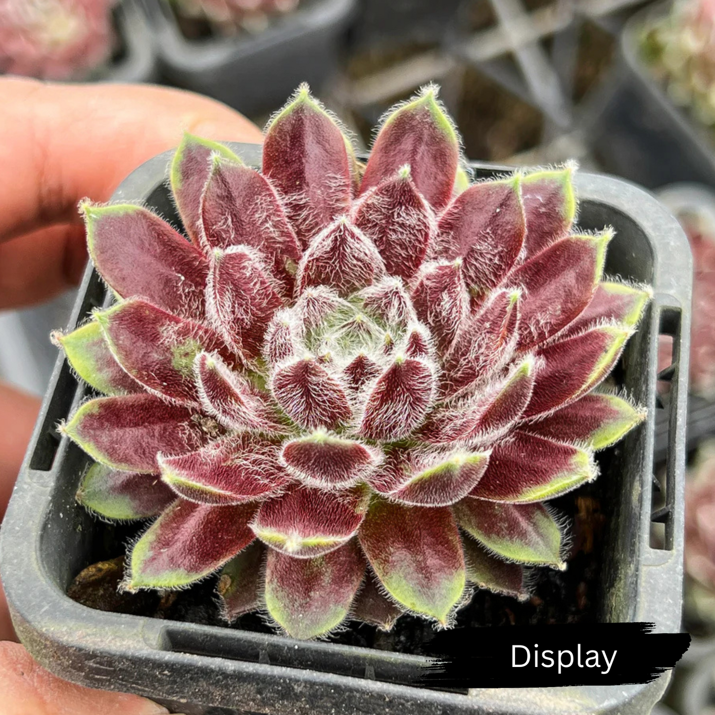 Sempervivum 'Pacific Feather Power'