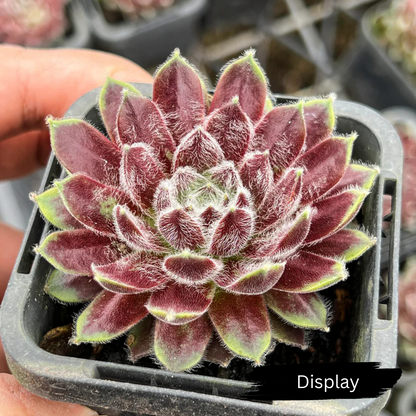Sempervivum 'Pacific Feather Power'