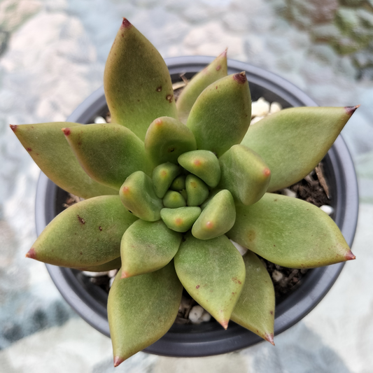 Echeveria Palpitation - Mr. Haganes