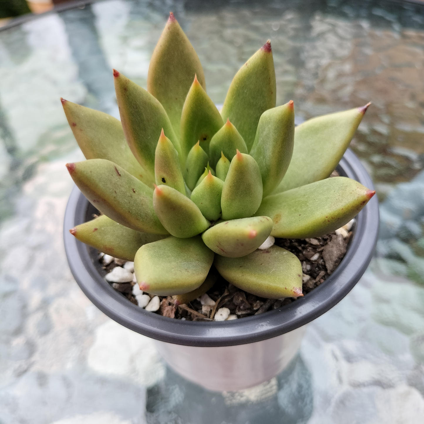 Echeveria Palpitation - Mr. Haganes