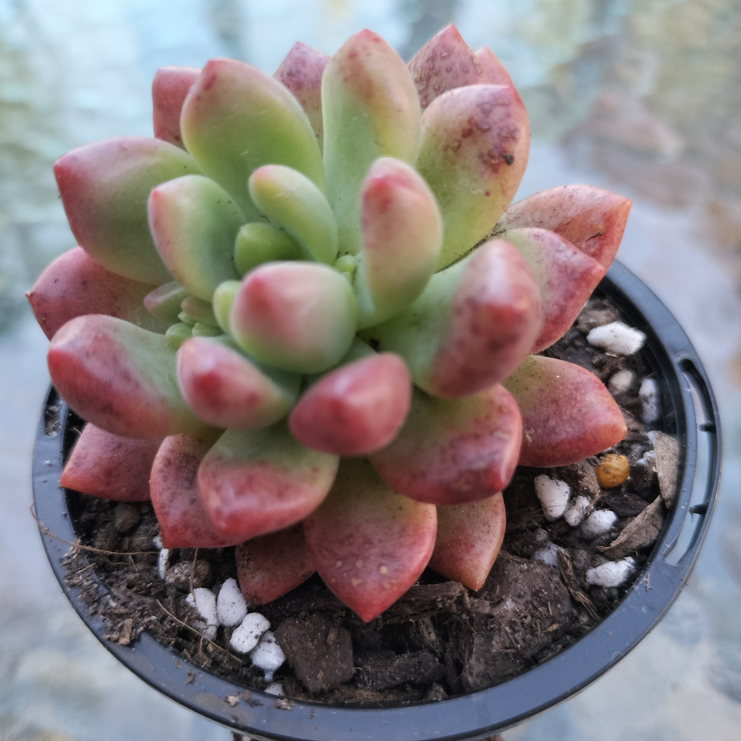 Pachyveria 'paradox' AKA Chanel