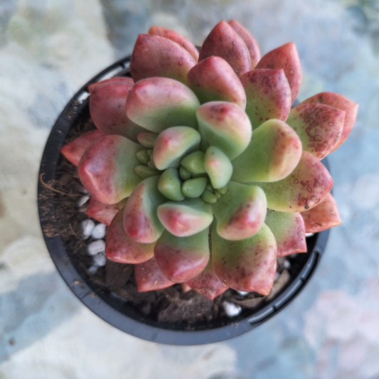 Pachyveria 'paradox' AKA Chanel