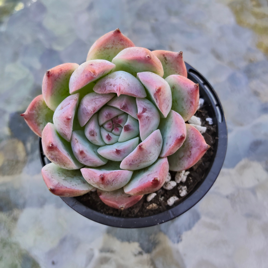 Echeveria Momotaro 'Peach Boy'