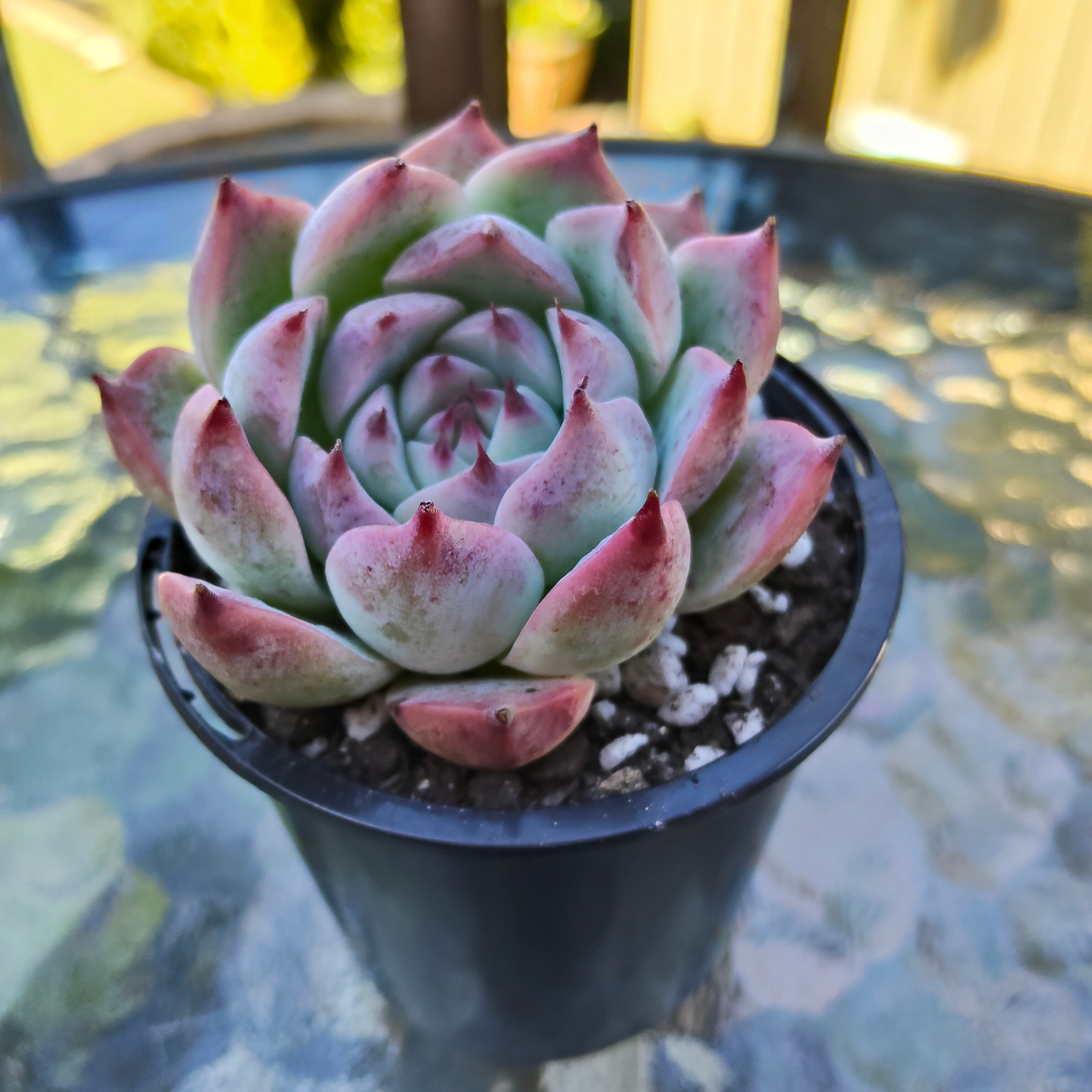Echeveria Momotaro 'Peach Boy'