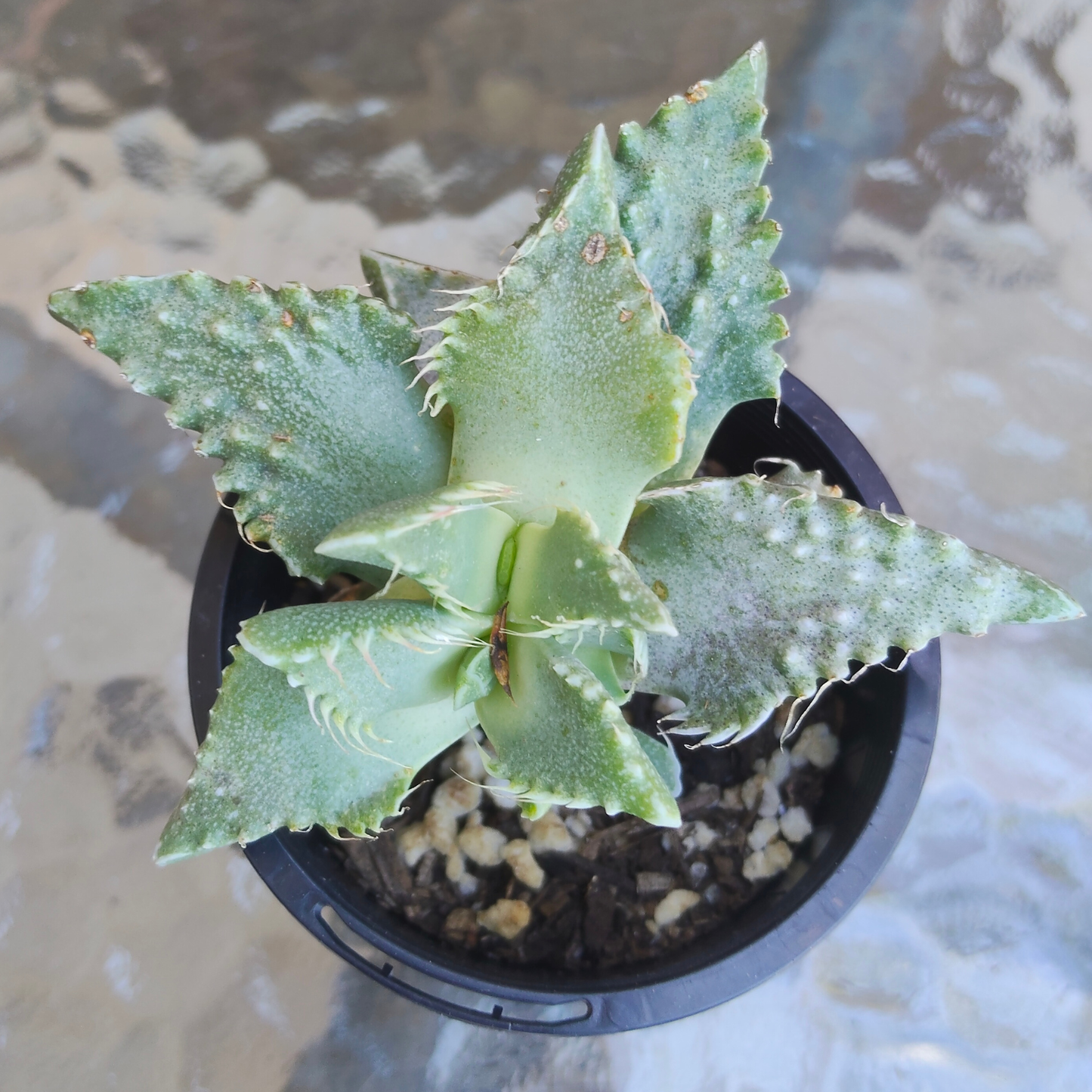 Faucaria 'Pebbled Tiger Jaws'