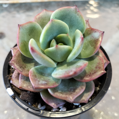 Echeveria 'Petrelia'
