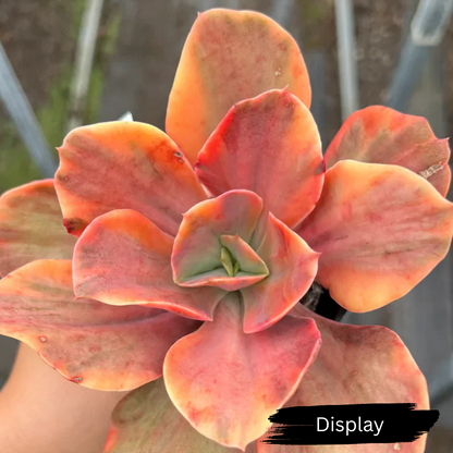 Echeveria 'Red Phoenix' Variegated (Rare)