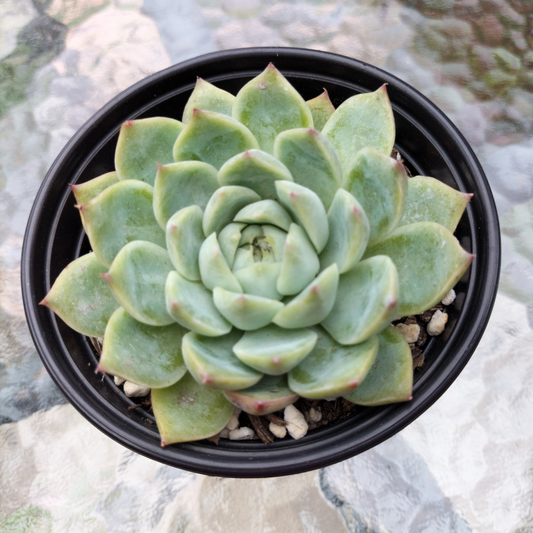 Echeveria 'Pink Crystal'