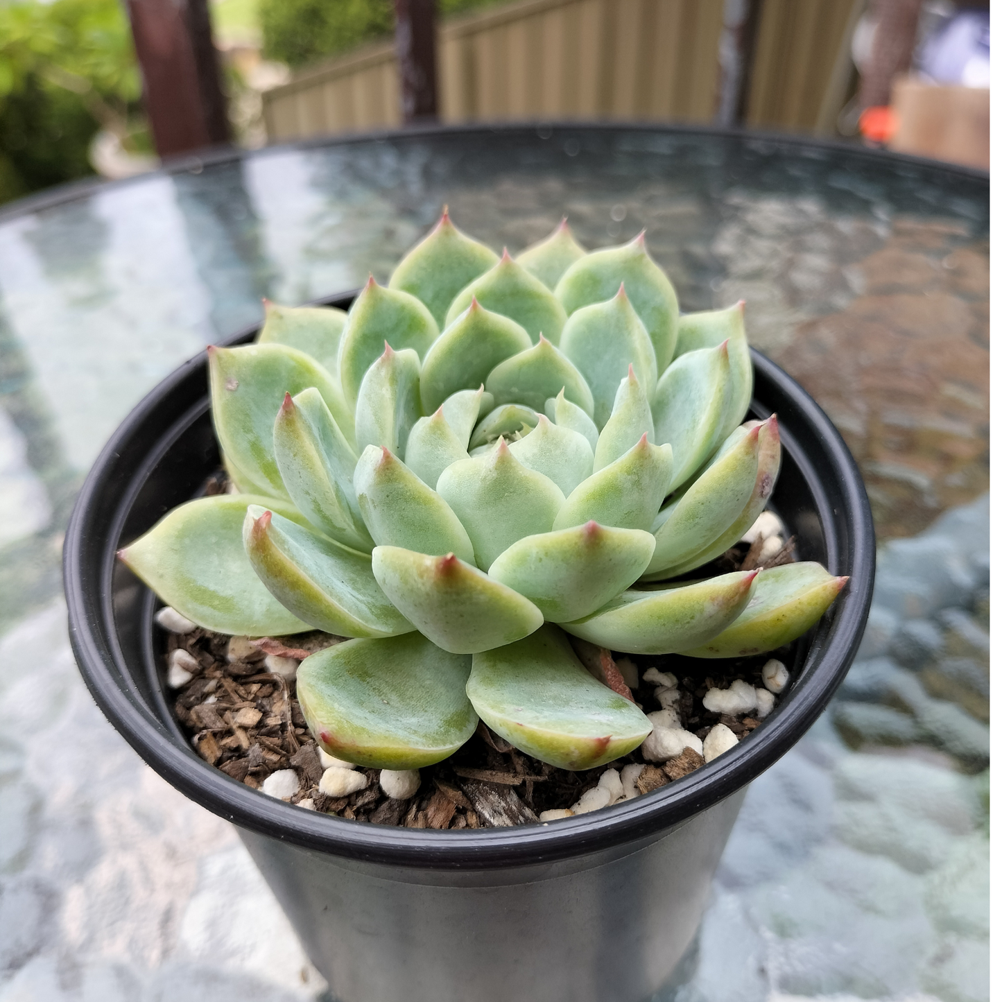 Echeveria 'Pink Crystal'