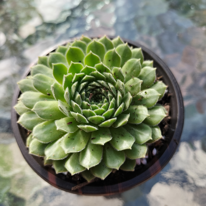 Sempervivum 'Pink Puff'