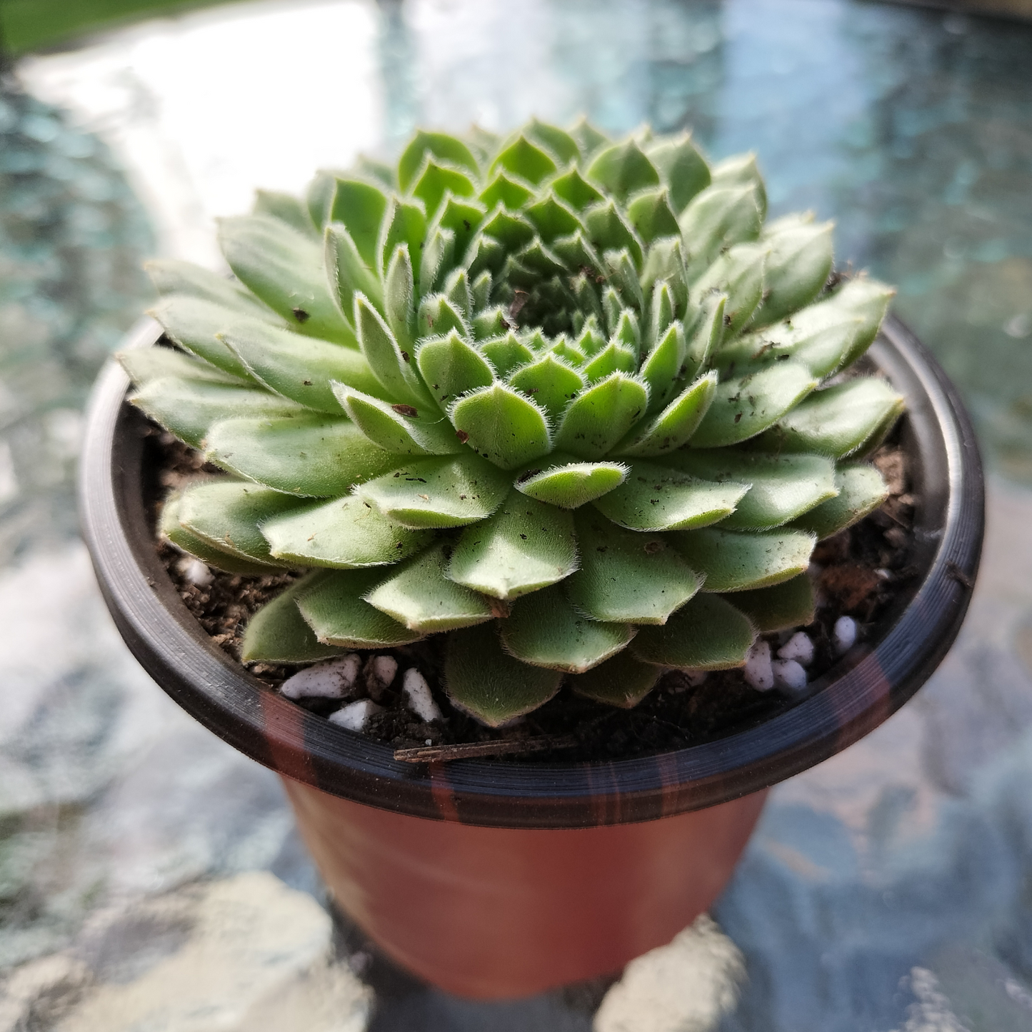 Sempervivum 'Pink Puff'