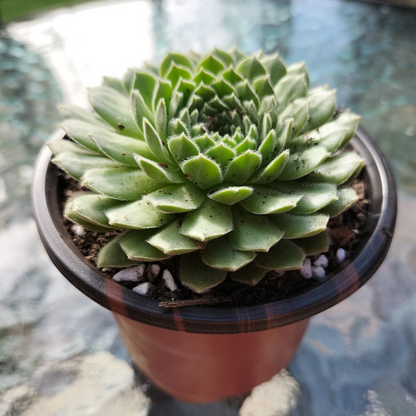 Sempervivum 'Pink Puff'
