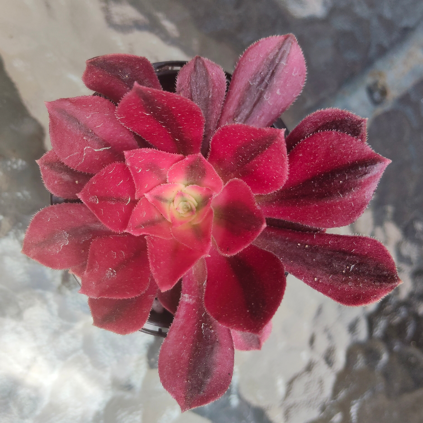 Aeonium 'Pink Witch' (7cm)