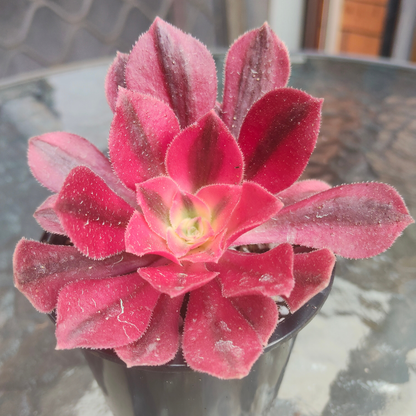 Aeonium 'Pink Witch' (7cm)