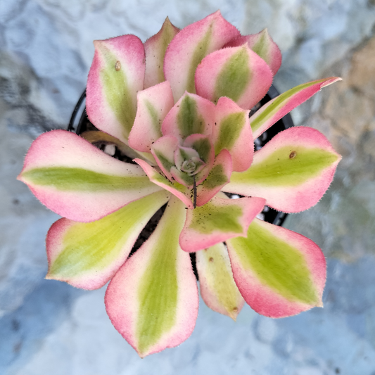 Aeonium 'Pink Witch' (7cm)